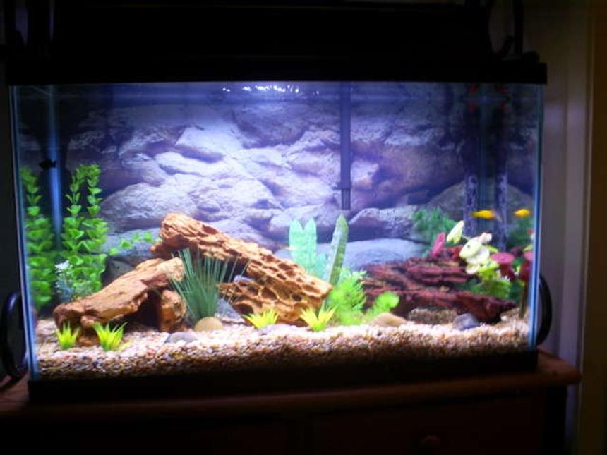 Rated #210: 30 Gallons Freshwater Fish Tank - Basic setup.  Actually first tank for me.  I have driftwood and fake plants