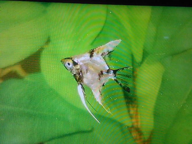 freshwater fish - pterophyllum sp. - koi angel stocking in 3 gallons tank - My Gorgeous New Young Angel - Anyone know the sex of it?