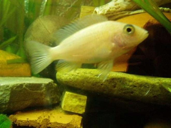 freshwater fish - aulonocara sp. - dragon blood peacock stocking in 70 gallons tank - male cichlide