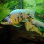 freshwater fish - labeotropheus fuelleborni - fuelleborni cichlid stocking in 70 gallons tank - male