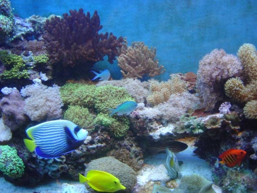 Rated #37: 52 Gallons Reef Tank - mostly soft corals,
enjoy of this picture.