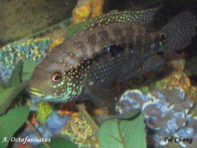 freshwater fish - nandopsis octofasciatum - jack dempsey stocking in 30 gallons tank - my jack Dempsey in her tank she is a beauty