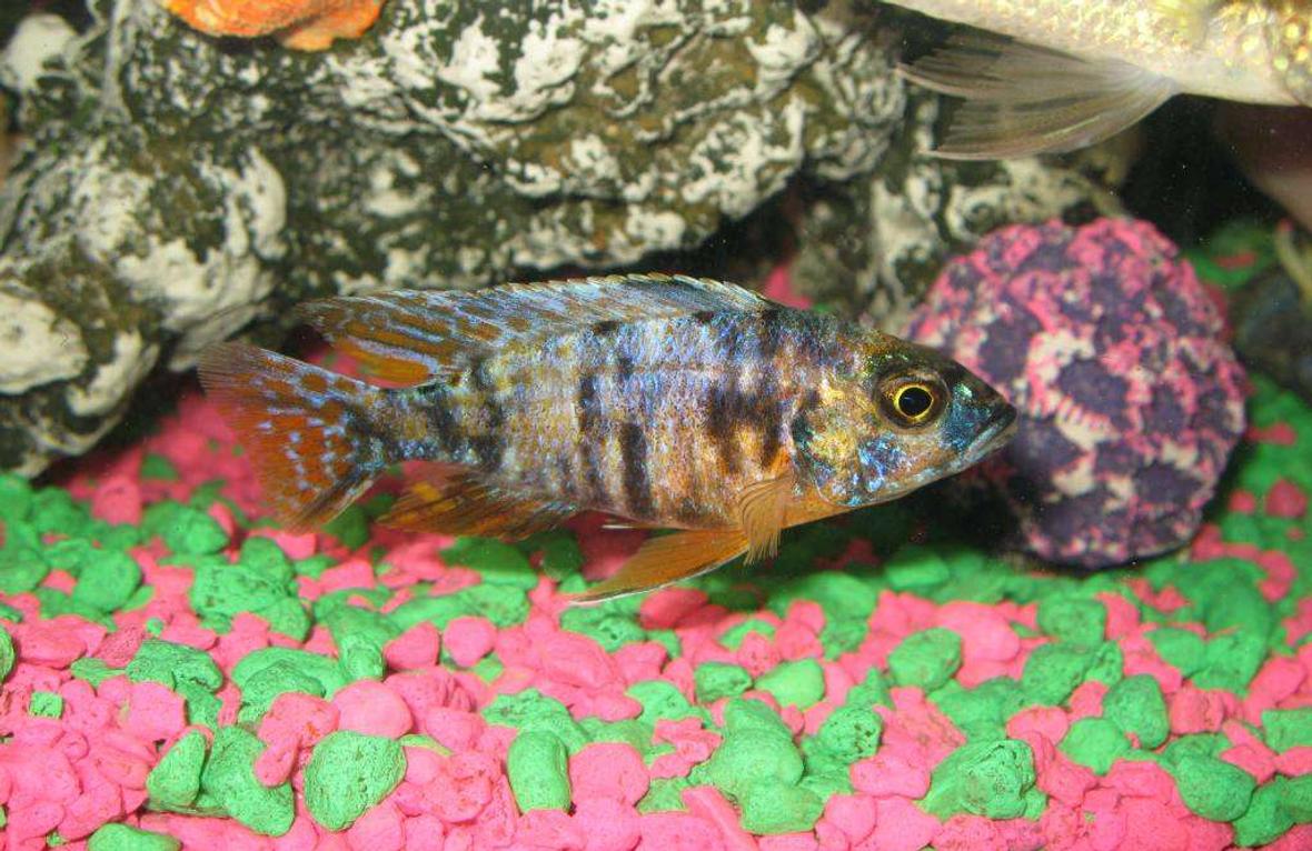 freshwater fish - aulonocara nyassae var. - peacock cichlid, orange blossom stocking in 55 gallons tank - I think he's a peacock his name is MacGyver