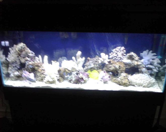 55 gallons saltwater fish tank (mostly fish, little/no live coral) - its worth it