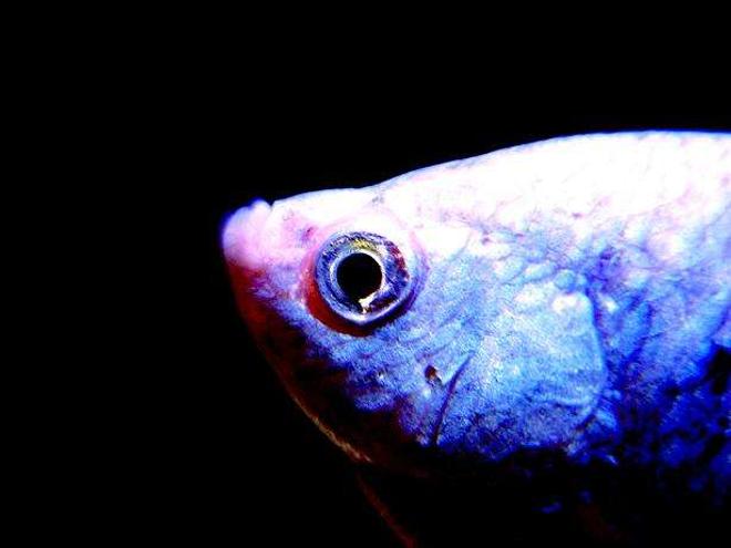 freshwater fish - colisa lalia - neon blue dwarf gourami stocking in 180 gallons tank - Blue gourami