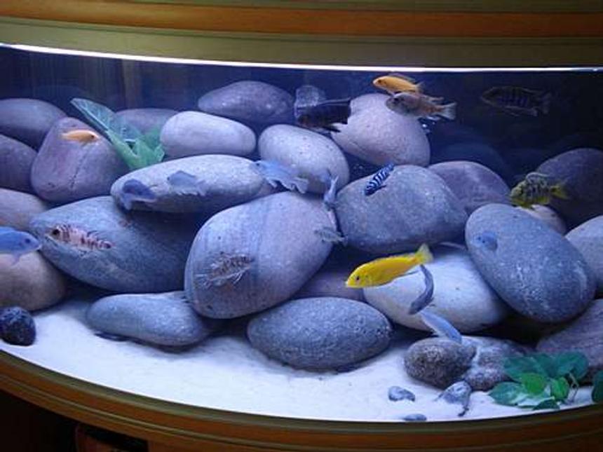 Rated #18: 76 Gallons Freshwater Fish Tank - My Cichlid tank