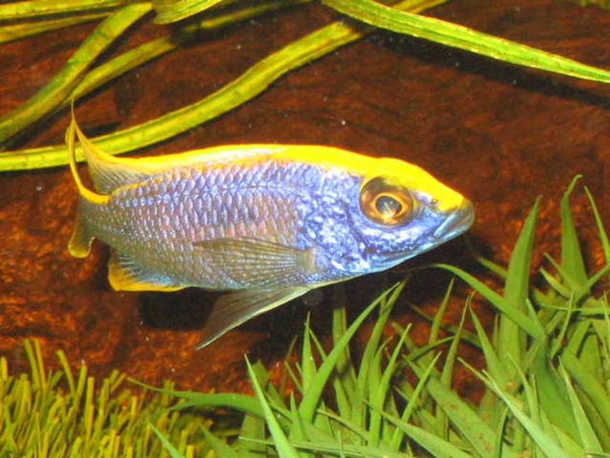 Rated #91: Freshwater Fish - Otopharynx Lithobates - Sulphur Crested Lithobate Stocking In 52 Gallons Tank - african cichlid  lithobate