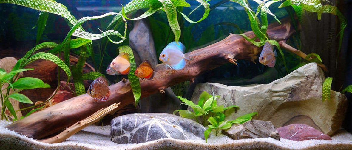 25 gallons freshwater fish tank (mostly fish and non-living decorations) - Modified setup