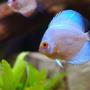 freshwater fish - symphysodon sp. - blue diamond discus stocking in 25 gallons tank - Lovely blue diamond