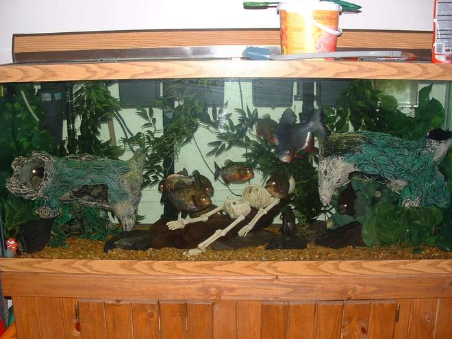 120 gallons freshwater fish tank (mostly fish and non-living decorations) - I have a 120 gal tank and i have 10 Piranhas and 1 pacu living in it. I have 2 emperors 400 and a 150 wet/dry keeping it clean and healthy. I got a 300 watt heater keeping it nice and warm. One 48in light bulb and housing. A 900 gph power head keeping the water moving. Two 15lb bags of rocks on the bottom of the tank, 4 plastic hanging plants. Four plastic tree trunks for hiding.