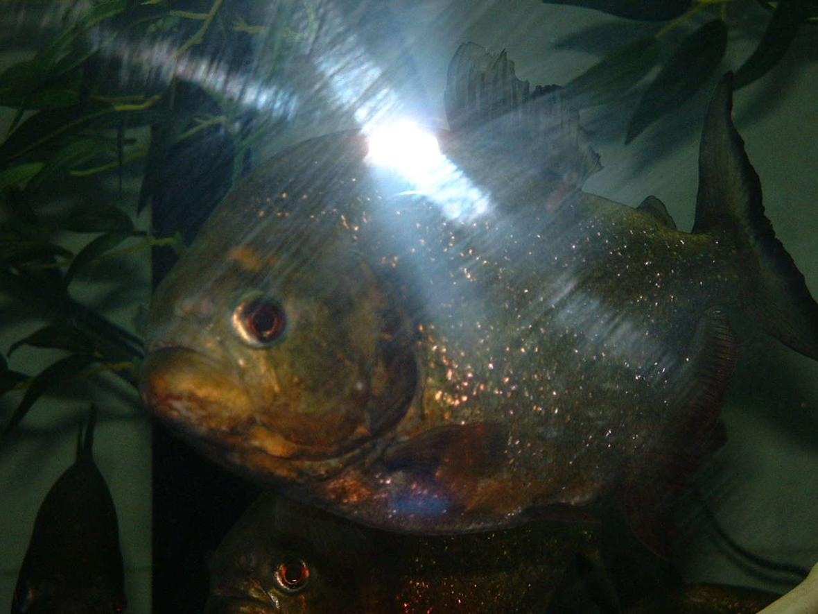 freshwater fish - pygocentrus nattereri - redbellied pirhana stocking in 120 gallons tank - I have a 120 gal tank and i have 10 Piranhas and 1 pacu living in it. I have 2 emperors 400 and a 150 wet/dry keeping it clean and healthy. I got a 300 watt heater keeping it nice and warm. One 48in light bulb and housing. A 900 gph power head keeping the water moving. Two 15lb bags of rocks on the bottom of the tank, 4 plastic hanging plants. Four plastic tree trunks for hiding.