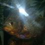 freshwater fish - pygocentrus nattereri - redbellied pirhana stocking in 120 gallons tank - I have a 120 gal tank and i have 10 Piranhas and 1 pacu living in it. I have 2 emperors 400 and a 150 wet/dry keeping it clean and healthy. I got a 300 watt heater keeping it nice and warm. One 48in light bulb and housing. A 900 gph power head keeping the water moving. Two 15lb bags of rocks on the bottom of the tank, 4 plastic hanging plants. Four plastic tree trunks for hiding.