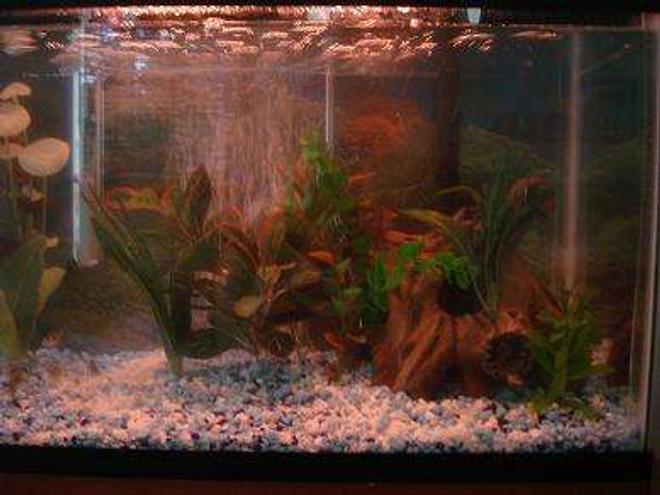 20 gallons freshwater fish tank (mostly fish and non-living decorations) - 0.o