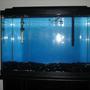 20 gallons freshwater fish tank (mostly fish and non-living decorations) - IDEAS PLEASE