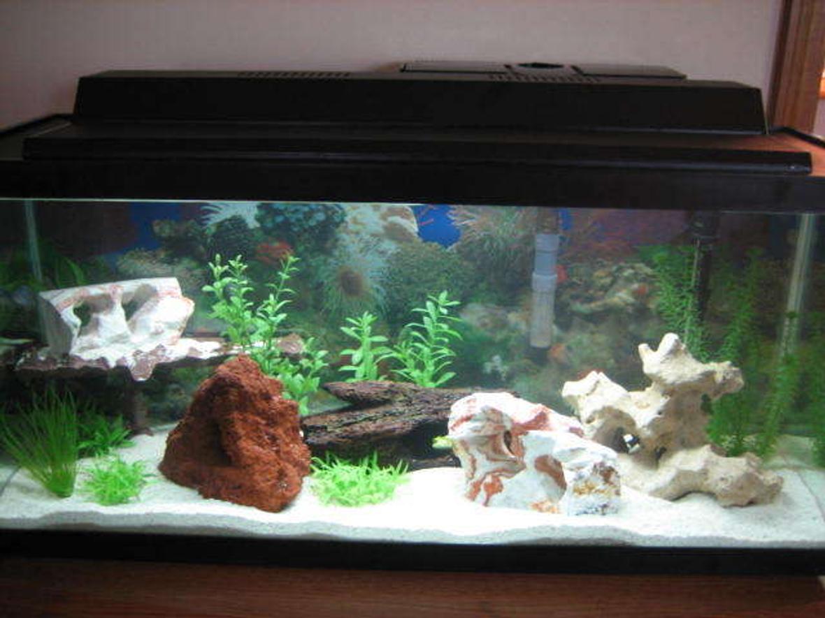 30 gallons freshwater fish tank (mostly fish and non-living decorations) - African Cichild 30 Gallon Long Tank. Lava Rock, Rainbow Rocks, and a Texas Holey Rock. Artificial Plants and dirftwood. Fluorescent Lighting. Whisper Power Filter for 30-60 Gallons and a Whisper Submersible 30-60 Gallon Heater. The Tank also contains sand for African Cichilds.