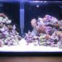 10 gallons reef tank (mostly live coral and fish) - 2 Month old 10G