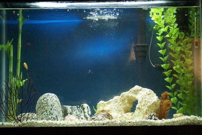 20 gallons saltwater fish tank (mostly fish, little/no live coral) - My 20g saltwater tank