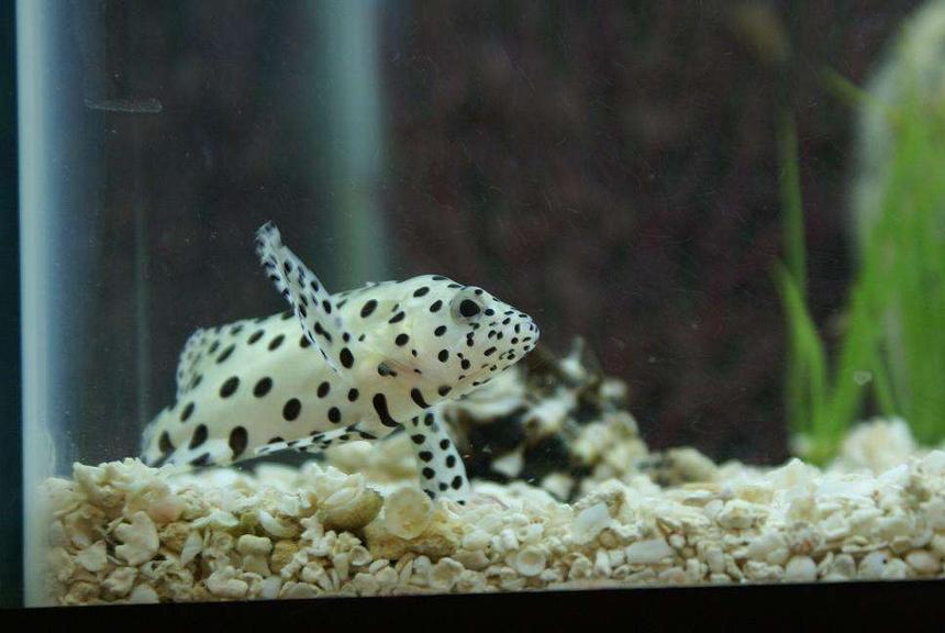 Rated #61: Saltwater Fish - Cromileptes Altivelis - Panther Grouper Stocking In 20 Gallons Tank - I had this guy for awile but i wanted more than one fish and with the grouper thats about all i could have a in a 20g tank. I eventually gave him away.