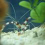 corals inverts - stenopus hispidus - banded coral shrimp stocking in 20 gallons tank - My Coral Banded Shrimp