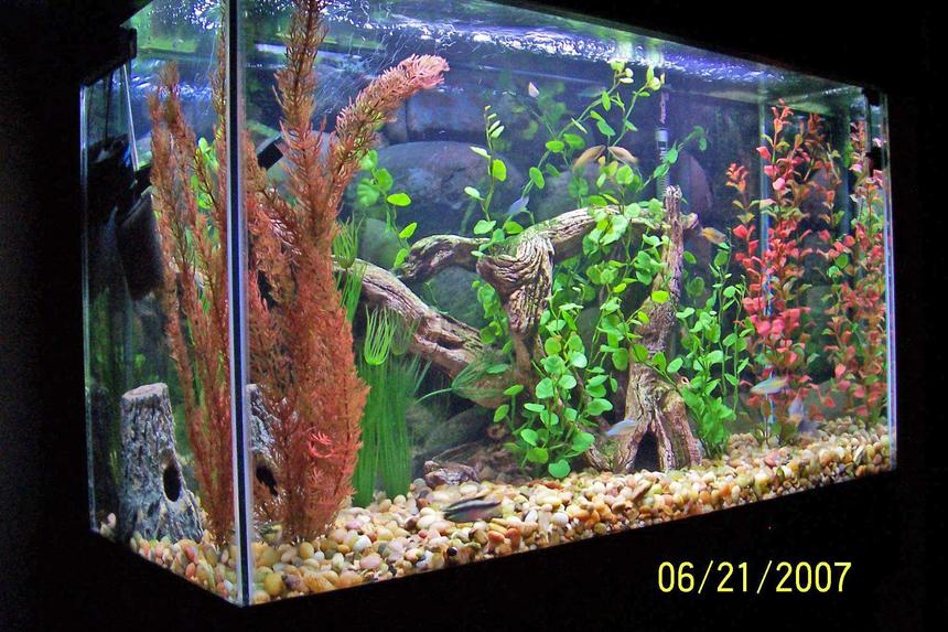 Rated #271: 29 Gallons Freshwater Fish Tank - Thanks for leaving a comment after you vote! Always looking for input on my tank's hardware, stock, decor and/or pic!  - Mike