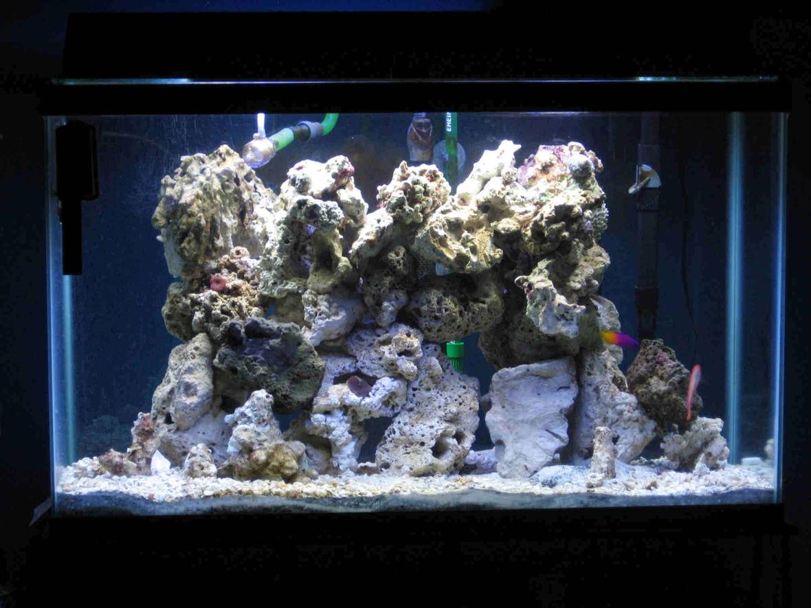 29 gallons saltwater fish tank (mostly fish, little/no live coral) - First saltwater tank. 29 gallon