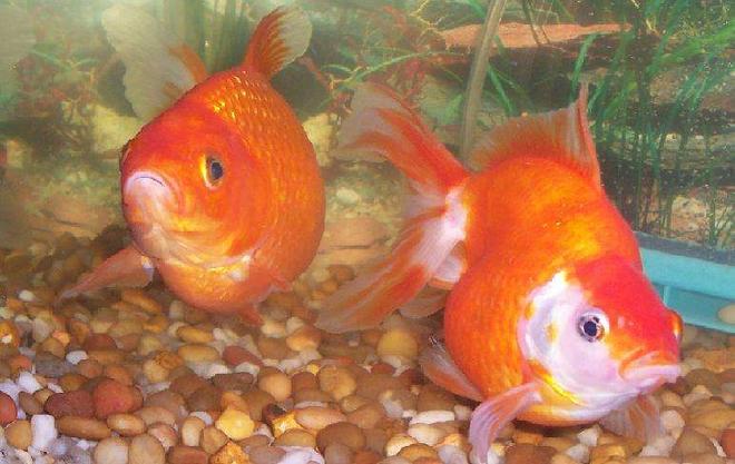 freshwater fish - carassius auratus - red ryukin goldfish stocking in 80 gallons tank - My past goldies- a comet and a ryukin.