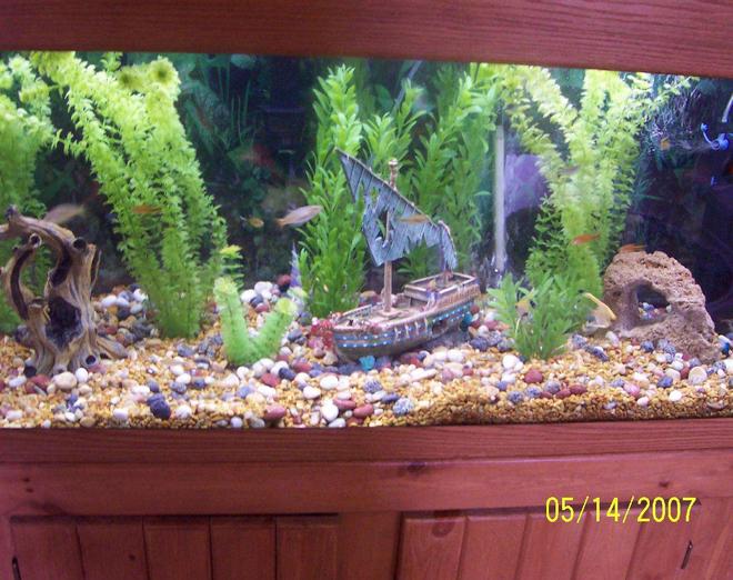 80 gallons freshwater fish tank (mostly fish and non-living decorations) - My freshwater community tank- 80 gallon
