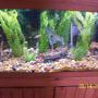 80 gallons freshwater fish tank (mostly fish and non-living decorations) - My freshwater community tank- 80 gallon