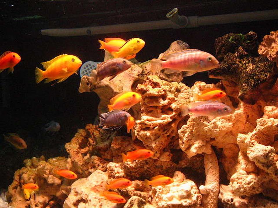 freshwater fish - labidochromis caeruleus - electric yellow cichlid stocking in 32767 gallons tank - group of malawi cichlids looking for dinner