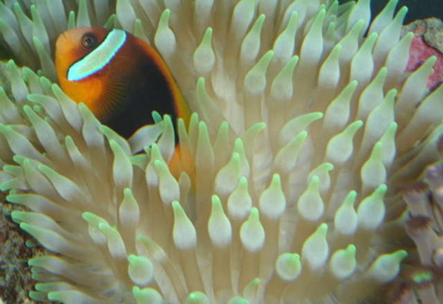 Guide for Keeping Anemones in a Reef Tank