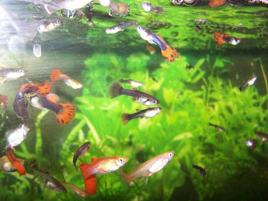 feeding guppies